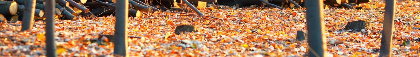 Motorgeräte für Laub und Boden