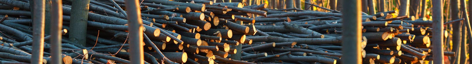 Holzspalter für professionelle Forstwirtschaft